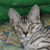 :iconpicassocat: