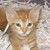 :iconpickleparty23: