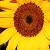 :iconpickleq86: