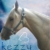 :iconpictureeeria: