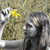 :iconpictureperfectum: