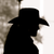 :iconpictureq-photography: