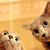 :iconpictures-and-pie: