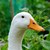 :iconpicturesofducks: