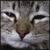 :iconpie-sceptic: