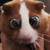 :iconpiechen81: