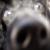 :iconpieogre: