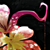 :iconpiercedlotus: