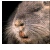 :iconpierroman: