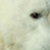 :iconpierrot1881:
