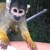 :iconpiet-spruit: