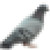 :iconpigeonpixel: