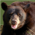 piggah :iconpiggah: