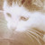 :iconpiggeysinafield: