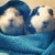 :iconpiggieandfreddie: