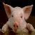 :iconpiggy1560: