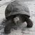 :iconpigna71: