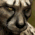 :iconpiichon: