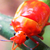 :iconpiing: