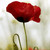 :iconpiink-chamallow: