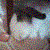 :iconpikupiku: