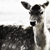 :iconpileoustrass: