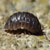 :iconPillybug: