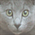 :iconpilouke: