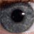 :iconpinc: