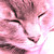 :iconpinckiecat: