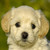 :iconpindoll11: