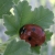:iconpine-eye: