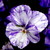 :iconpineapplebirdninja: