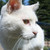 :iconpink-camel: