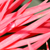 :iconpink-camel: