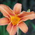 :iconpink-limes: