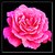 :iconpink-panther------90: