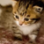 :iconpink-panther-9: