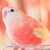 :iconpink-parakeet-jewels: