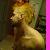 :iconpink-phoenix: