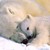 :iconpink-poodle-5: