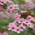 :iconpink-poodle: