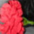 :iconpink-punk6677: