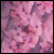 :iconpink-sakura: