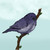 :iconpink8poison: