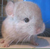 Pinkbunny135 :iconpinkbunny135: