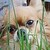 :iconpinkcat07: