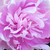 :iconpinkequalspassion: