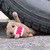:iconpinki-dinki: