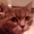 pinkie-pieism :iconpinkie-pieism: